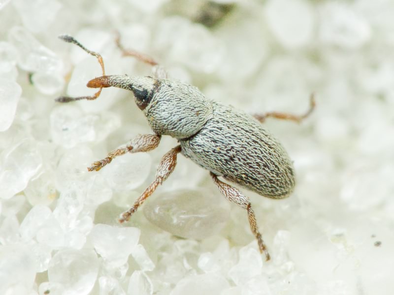 Tychius picirostris (Fabricius, 1787)